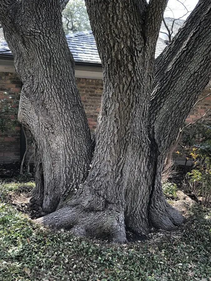Mature heritage tree close to a Valier property cared for by certified arborists